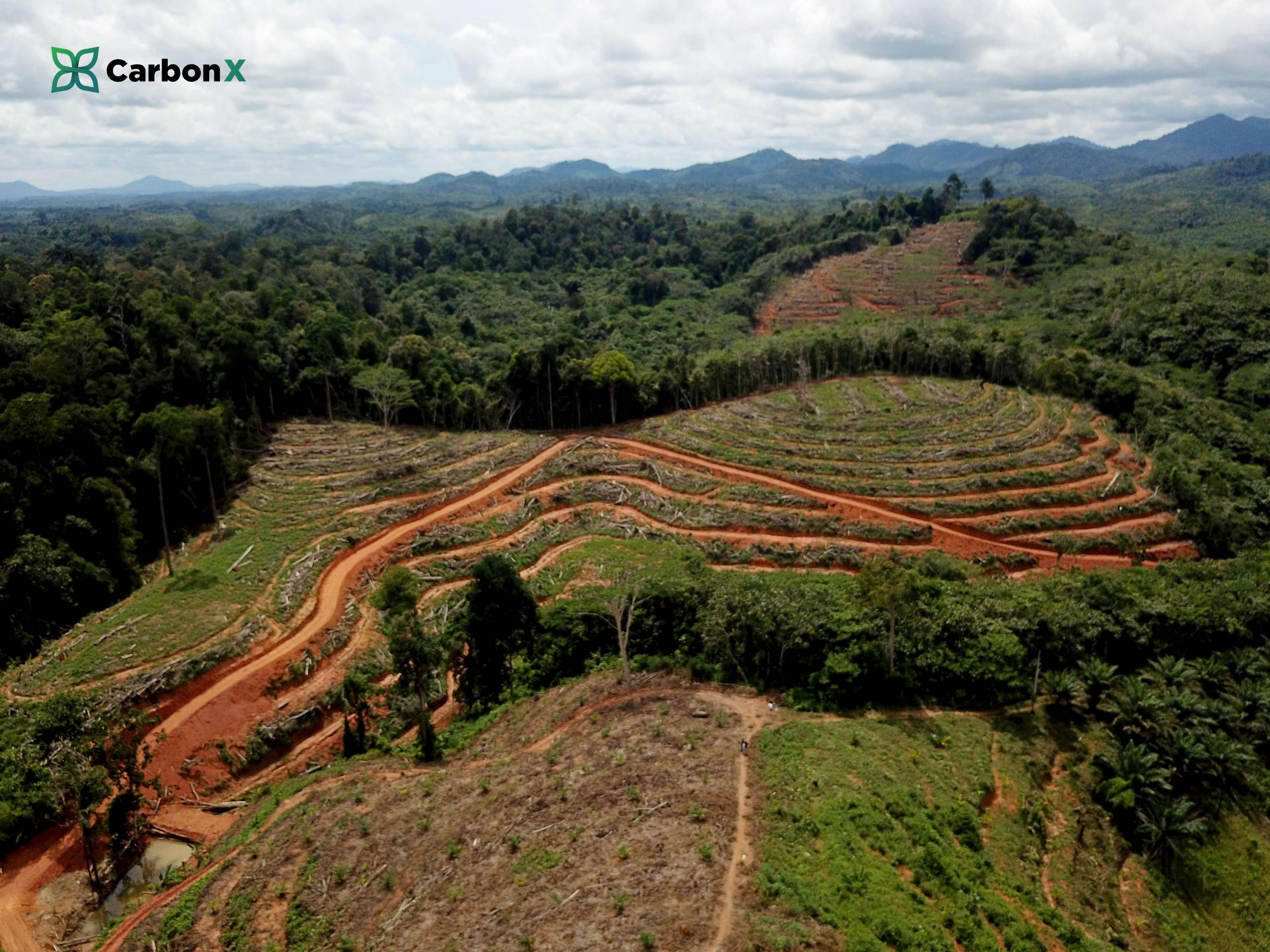 Why There is Still So Much Deforestation in Indonesia?