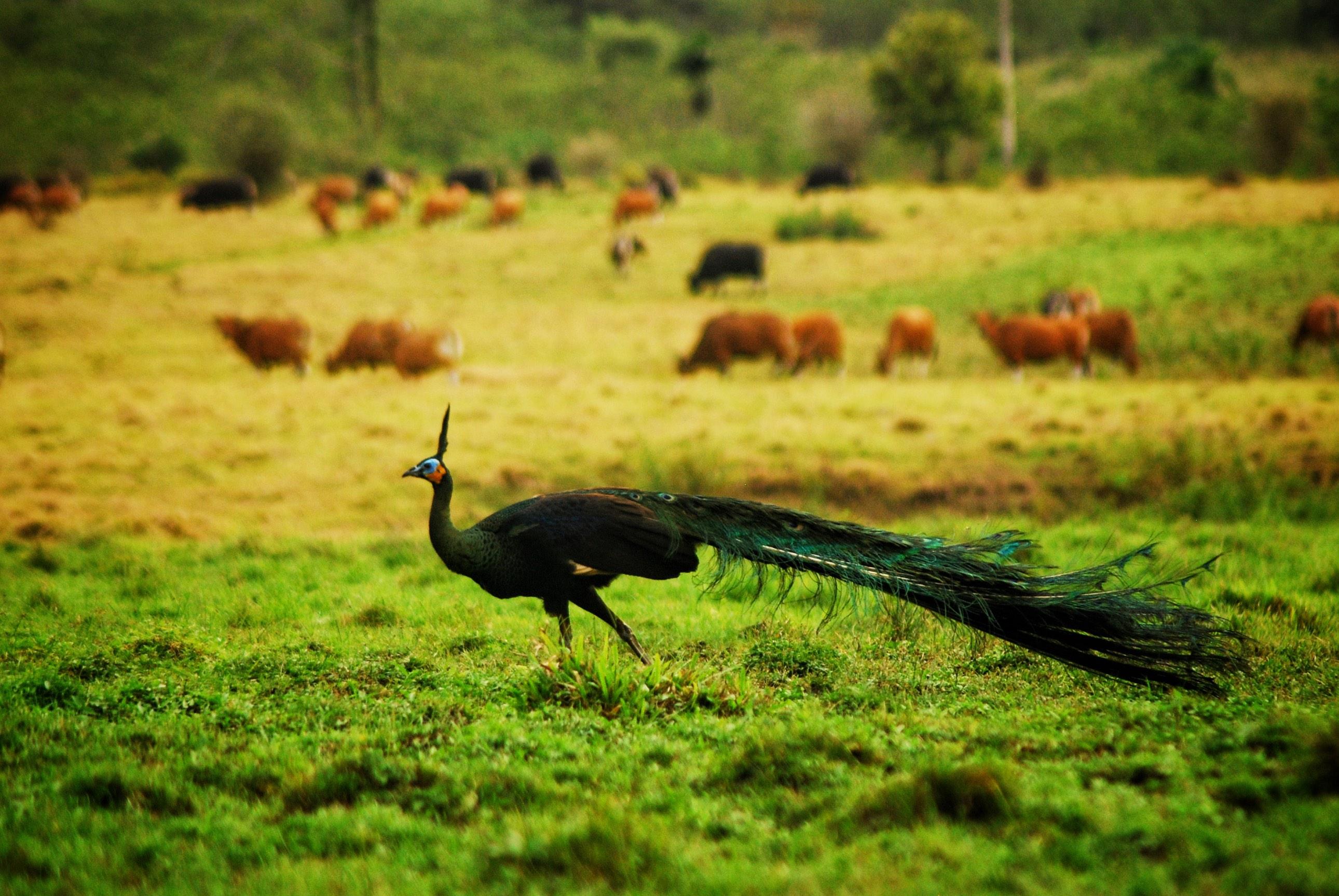 Getting to Know Biodiversity, and its Essential Role in the Sustainable World